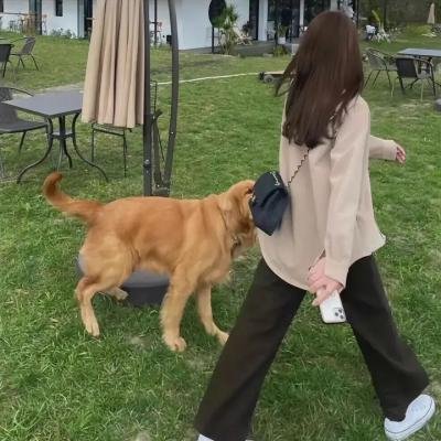 汪星人的奇幻漂流